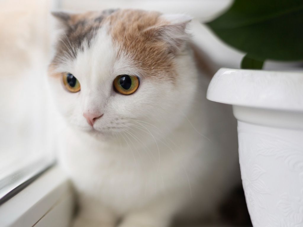 Embarazo y gatos: qué hay de cierto en el miedo a la toxoplasmosis