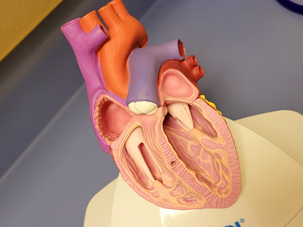 Detener el corazón para repararlo: la máquina que hace posibles las cirugías cardíacas más complejas Detener el corazón para repararlo: la máquina que hace posibles las cirugías cardíacas más complejas
